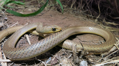 Psammophis brevirostris