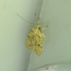 Agonopterix robiniella