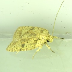 Agonopterix robiniella