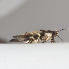 Walshia miscecolorella