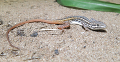 Meroles squamulosus