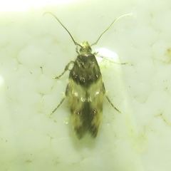 Walshia miscecolorella