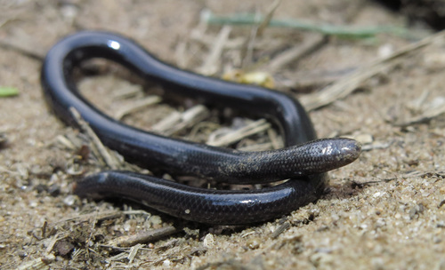 Fornasini's Blind Snake