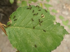 Tetramorium caespitum