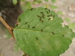Tetramorium caespitum
