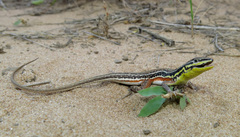 Ichnotropis capensis
