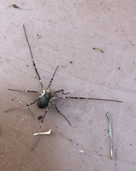 Oligolophus hanseni