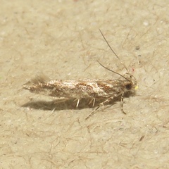 Aristotelia fungivorella