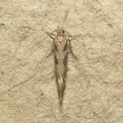 Aristotelia fungivorella