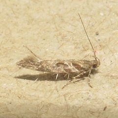 Aristotelia fungivorella