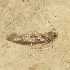 Aristotelia fungivorella