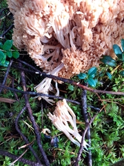 Ramaria boreimaxima