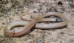 Aparallactus capensis