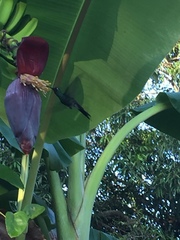 Riccordia ricordii