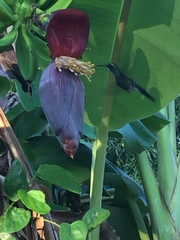 Riccordia ricordii