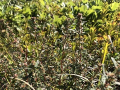 Crocanthemum bicknellii