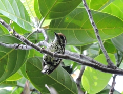 Picumnus innominatus