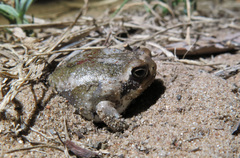 Breviceps