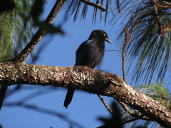 Cyanocorax melanocyaneus