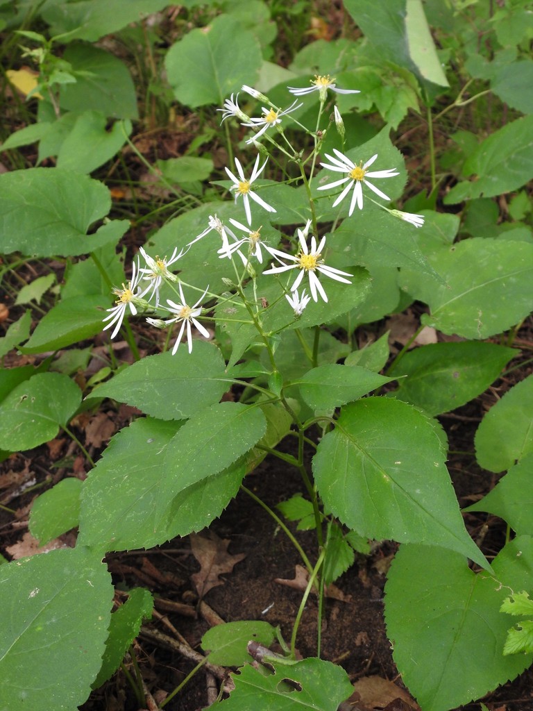Schreber's Wood Aster