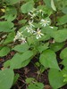 Schreber's Wood Aster - Photo (c) William Van Hemessen, some rights reserved (CC BY-NC), uploaded by William Van Hemessen