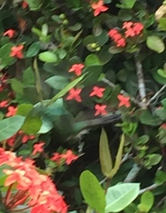 Riccordia ricordii