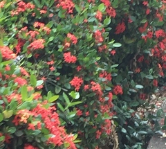 Riccordia ricordii