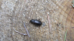 Blethisa multipunctata