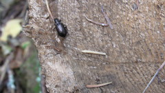 Blethisa multipunctata