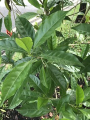 Pteleocarpa lamponga