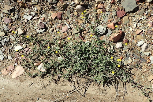 Image of Osteospermum calendulaceum by (c) Nicola van Berkel, some rights reserved (CC BY-SA)