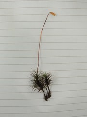 Polytrichastrum ohioense