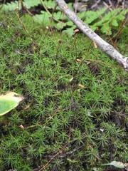 Polytrichastrum ohioense