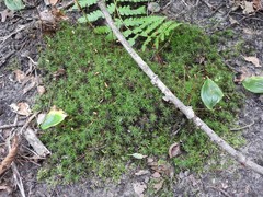 Polytrichastrum ohioense