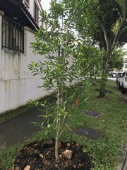 Pteleocarpa lamponga