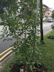 Pteleocarpa lamponga