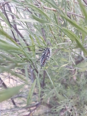 Julodis sulcicollis