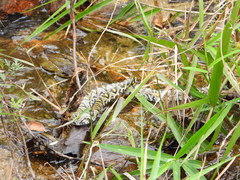 Euprepiophis mandarinus