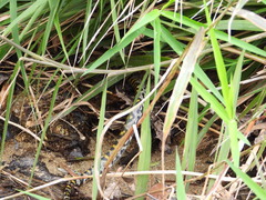 Euprepiophis mandarinus