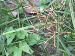 Chloris verticillata