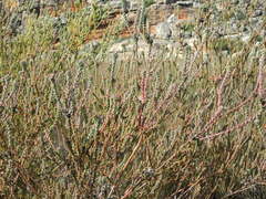 Leucadendron concavum
