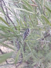 Julodis sulcicollis