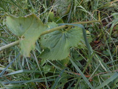 Adenostyles australis