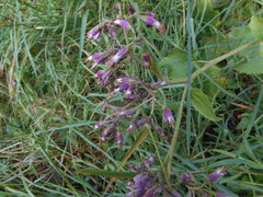 Adenostyles australis