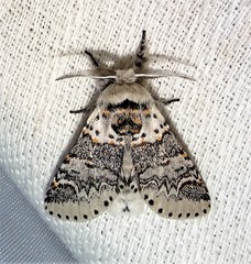 Furcula occidentalis