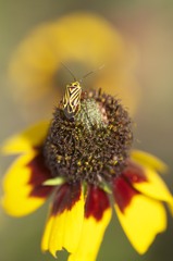 Calocoris barberi