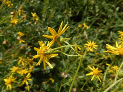 Senecio squalidus rupestris