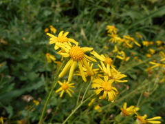 Senecio squalidus rupestris