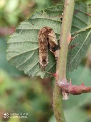 Melanchra persicariae