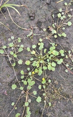 Halerpestes sarmentosa